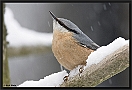 Boomklever, Eurasian Nuthatch, Sitta europea Location: Bayerischer Wald, Germany boomklever MG 6993 kopie